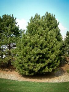 Сосна Чёрная (Pinus Nigra) купить по цене от 270.00р. в интернет-магазине «Посадика» с доставкой почтой в в Киржаче и по всей России – [изображение №1].