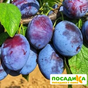 Слива Чачакская ранняя купить по цене от 229.00р. в интернет-магазине «Посадика» с доставкой почтой в в Киржаче и по всей России – [изображение №1].