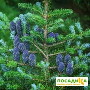 Пихта корейская (Abies koreana) купить по цене от 450.00р. в интернет-магазине «Посадика» с доставкой почтой в в Киржаче и по всей России – [изображение №1].