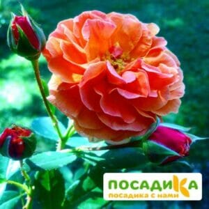 Роза Арабия купить по цене от 350.00р. в интернет-магазине «Посадика» с доставкой почтой в в Киржаче и по всей России – [изображение №1].