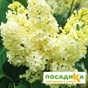 Сирень Примроуз (Primrose) купить по цене от 529.00р. в интернет-магазине «Посадика» с доставкой почтой в в Киржаче и по всей России – [изображение №1].