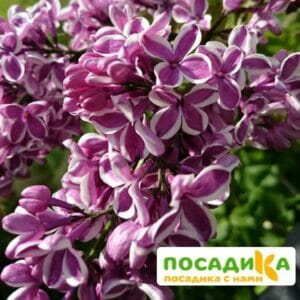 Сирень Сенсация купить по цене от 529.00р. в интернет-магазине «Посадика» с доставкой почтой в в Киржаче и по всей России – [изображение №1].