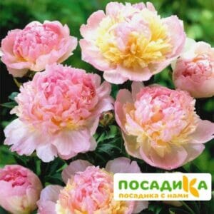 Пион Распберри Сандей (Paeonia Raspberry Sundae) купить по цене от 959р. в интернет-магазине «Посадика» с доставкой почтой в в Киржаче и по всей России – [изображение №1].