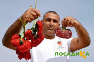 Клубника Гигант Джорнея купить по цене от 266р. в интернет-магазине «Посадика» с доставкой почтой в в Киржаче и по всей России – [изображение №1].