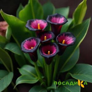 Калла Аура Лейс купить по цене от 400р. в интернет-магазине «Посадика» с доставкой почтой в в Киржаче и по всей России – [изображение №1].