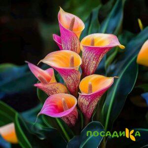 Калла Оникс купить по цене от 450р. в интернет-магазине «Посадика» с доставкой почтой в в Киржаче и по всей России – [изображение №1].