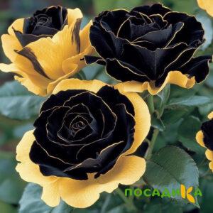 Роза Ханни Сикл купить по цене от 700р. в интернет-магазине «Посадика» с доставкой почтой в в Киржаче и по всей России – [изображение №1].