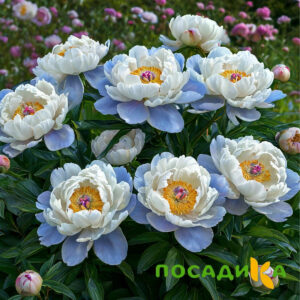 Пион акварельный Этюд купить по цене от 806р. в интернет-магазине «Посадика» с доставкой почтой в в Киржаче и по всей России – [изображение №1].