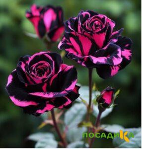 Роза Багровый Шепот купить по цене от 366р. в интернет-магазине «Посадика» с доставкой почтой в в Киржаче и по всей России – [изображение №1].