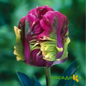 Тюльпан Экзотик Хэвен купить по цене от 186р. в интернет-магазине «Посадика» с доставкой почтой в в Киржаче и по всей России – [изображение №1].