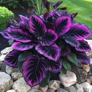 Хоста Люминоза купить по цене от 450р. в интернет-магазине «Посадика» с доставкой почтой в в Киржаче и по всей России – [изображение №1].