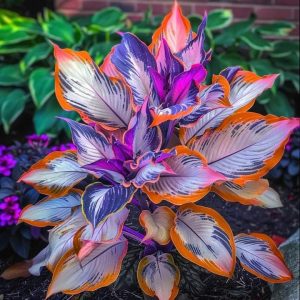 Хоста Эмеральд Тиара купить по цене от 602р. в интернет-магазине «Посадика» с доставкой почтой в в Киржаче и по всей России – [изображение №1].