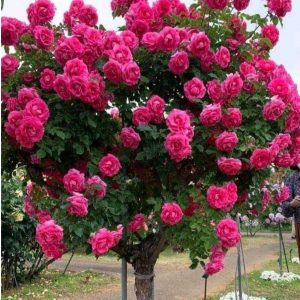 Роза Версаля купить по цене от 232р. в интернет-магазине «Посадика» с доставкой почтой в в Киржаче и по всей России – [изображение №1].