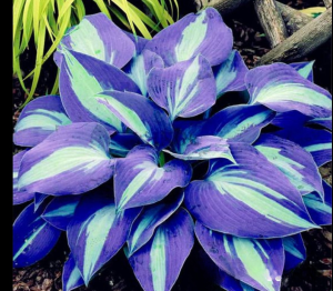 Хоста Аурелия купить по цене от 450р. в интернет-магазине «Посадика» с доставкой почтой в в Киржаче и по всей России – [изображение №1].